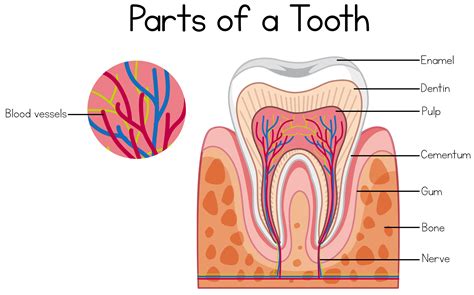 parts   tooth diagram  vector art  vecteezy