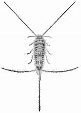 Insects Silverfish Entomologists Relation sketch template