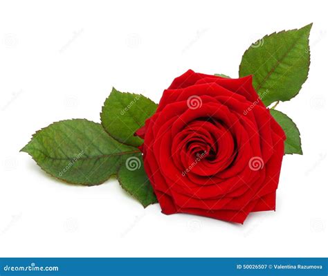 single red rose flower  leaf stock photo  megapixl