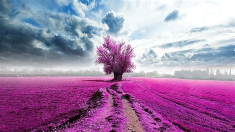 Pink Lavender Most Beautiful Picture Of The Day October