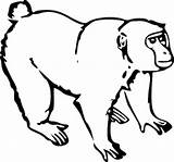 Monkey Outline Drawing Coloring Popular Line Ape sketch template