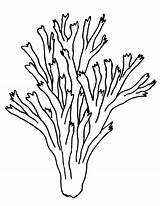 Corals Coloring Pages sketch template