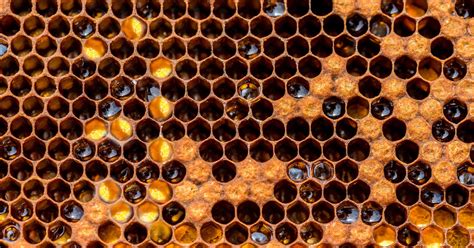 Flow Hive Review 3 Reasons To Avoid It At All Costs Honeycolony