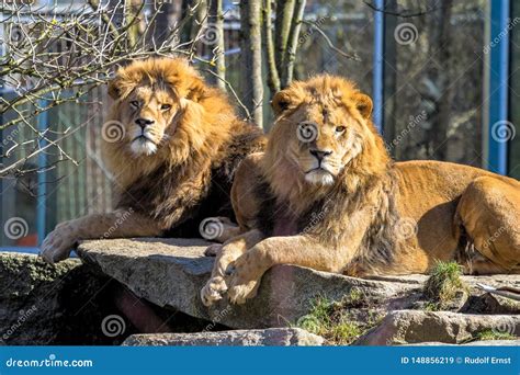 lion panthera leo      big cats   genus