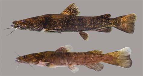 flathead catfish discover fishes