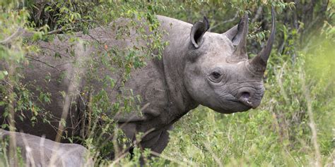 black rhino hunt permit auctioned       save rhinos huffpost uk