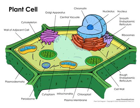 plant cell labels davancullean