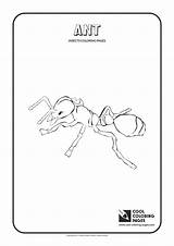 Coloring Pages Ant Insects Cool Print sketch template