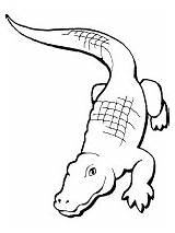 Alligator Coloring Crocodiles Alligators Pages sketch template