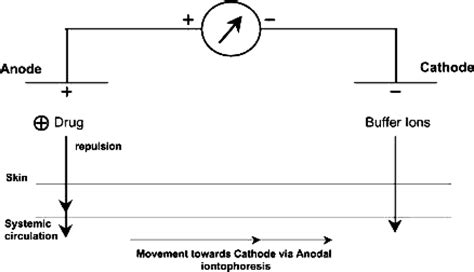 basic iontophoretic set  illustrates direction  solute movement