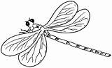 Libellule Dragonfly Insectos Voladores Colorier sketch template