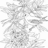 Coloring Pages Birds Flower Washington State Flowers Goldfinch Bird Printable Adults Winter Adult Rhododendron Printables Colouring American Little Willow Heart sketch template