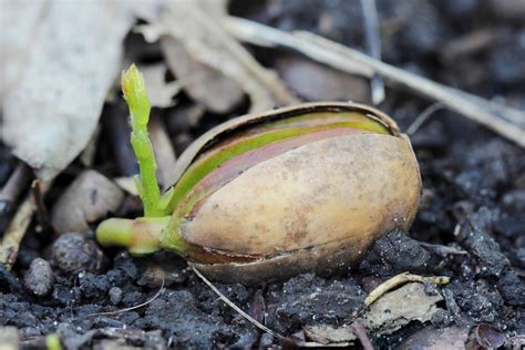 growing oak trees  acorns thriftyfun