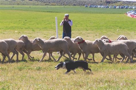 competitive sheep herding   sport     spectate