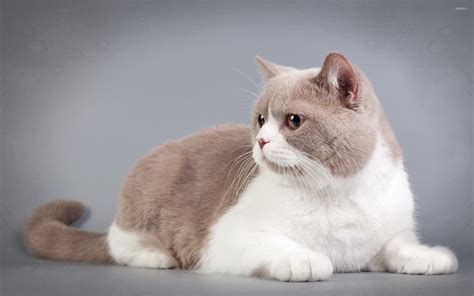 fat cat wallpaper animal wallpapers