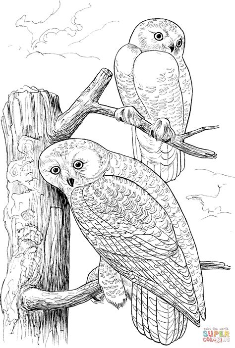 snowy owls coloring page  printable coloring pages