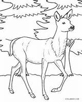 Deer Mule Cool2bkids sketch template