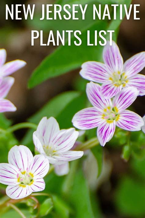 jersey native plants list  amazing garden state choices