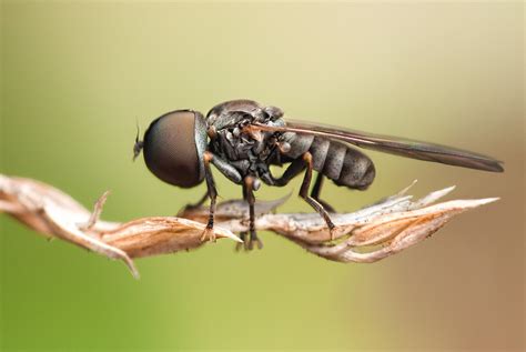 big headed fly pipunculidae bodylength  mm  tiny  flickr