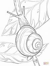 Snail Coloring Pages Drawing Realistic Escargot Dessin Coloriage Lipped Mollusc Drawings Un Snails Printable Color Line Tableau Peinture Easy sketch template