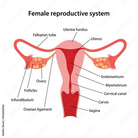 Female Reproductive System With Main Parts Labeled Medical Vector