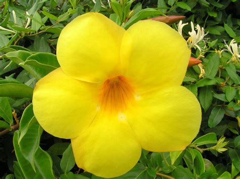 filebright yellow flowerjpg wikimedia commons