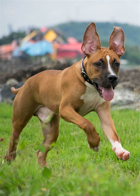 Your Complete German Shepherd Pitbull Mix Breed Guide