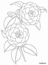 Camellia Dover Plant Colored Diyflowers Selbermachendeko sketch template