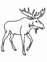 Moose Drawing Antler Getdrawings sketch template