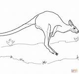 Wallaby Coloring Pages Jumping Printable Baby Designlooter 41kb 1200 Drawing Necked Red sketch template