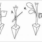 Grafting Rootstock Scion Cleft sketch template