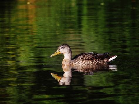 images nature wing river wildlife reflection beak fauna