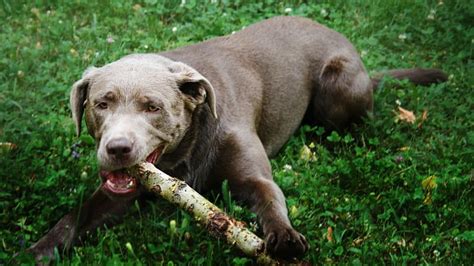 curbing  dogs oral fixation dog discoveries