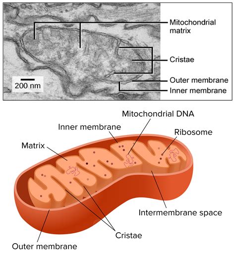 photo mitochondria biochemistry cell colored   jooinn