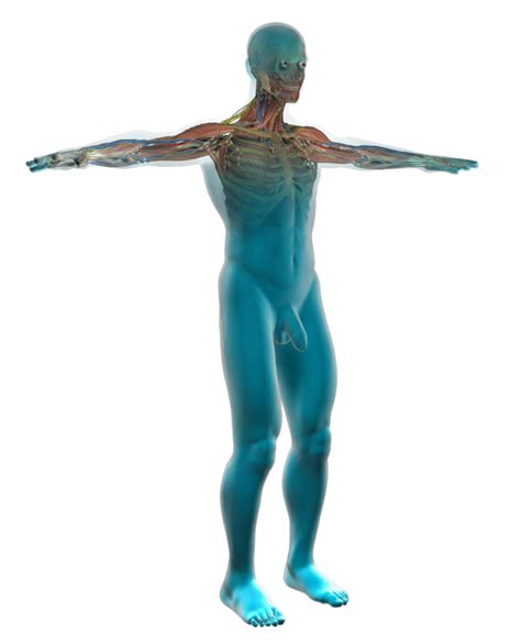 anatomy  female human body    male muscle model