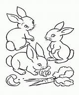 Coloring Pages Eat Drawing Small Rabbit Popular Getdrawings sketch template