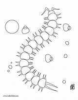 Centipede Coloring Pages Kids Caterpillar Hellokids Animal Print Color sketch template