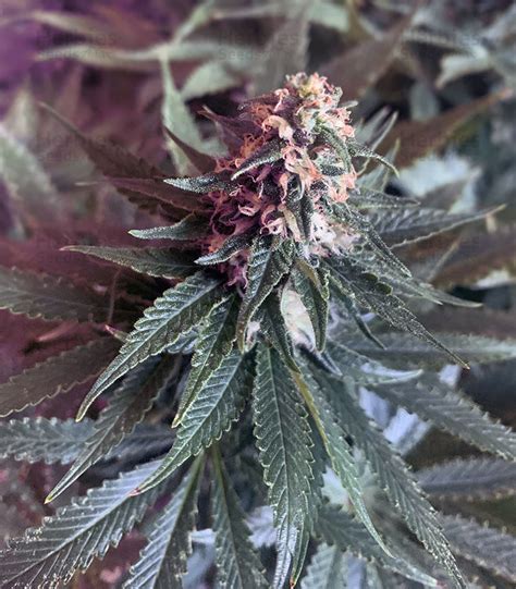 Purple Punch Feminized Seeds For Sale By Seed Stockers Herbies
