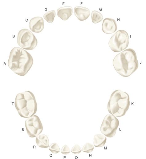 primary deciduous teeth dental anatomy physiology  occlusion
