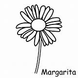 Margaritas Margaridas Imagui Margarida Saisons Meteo Bricolage Imagixs Pictogrammes sketch template