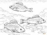 Coloring Pages Perch Snapper European Red Sunfish Drawing Crappie Fish Drawings Printable sketch template