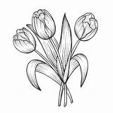 Lijnkunst Bloemboeket Vectorillustratie Getrokken Isolated Tulip Tulips sketch template
