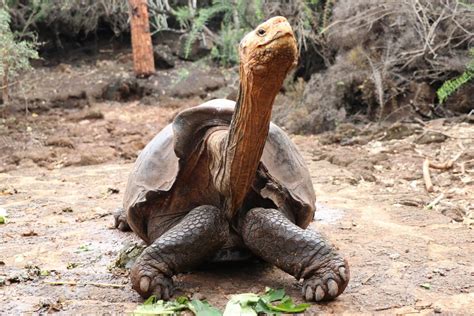 Meet Diego The Tortoise Who Had So Much Sex He Saved His Species