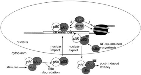 schematic model   proposed role  p  pcaf induced  scientific diagram
