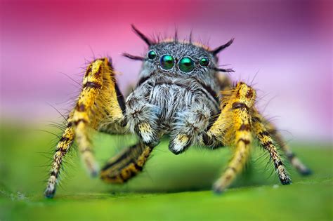 snomnh  invertebrates   jump  jumping spiders