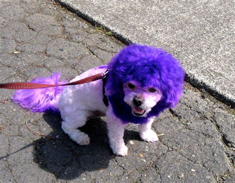 cute purple dog animals dogs cute