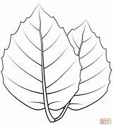 Foglie Folhas Colorat Eiche Colorare Stejar Leaf Blatt Ausmalbild Disegni Goldenen Frunză Desene Baumblätter Kategorien sketch template