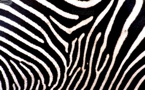 zebra print wallpaper hd pixelstalknet