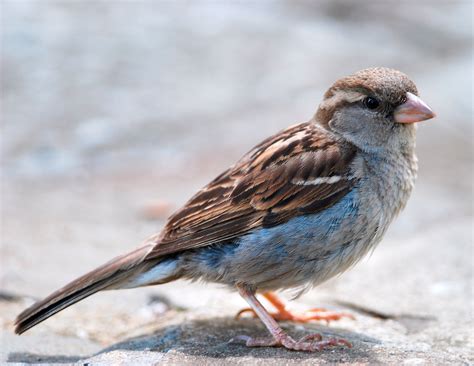 bird sounds  songs   house sparrow   farmers almanac