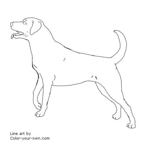 dog labrador retriever coloring page black labs dogs dog coloring